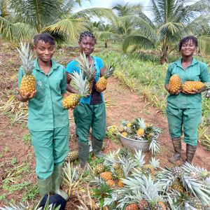 Ananas Ananas