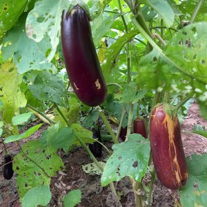 Aubergine Sain Aubergine Sain