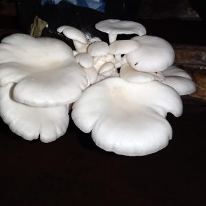 Champignons Sain Champignons Sain