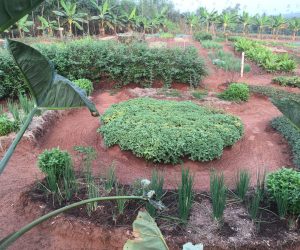 Jardin Sain
