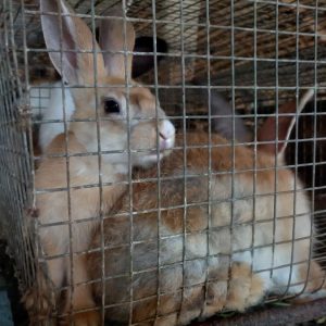 Lapin Sain Lapin Sain
