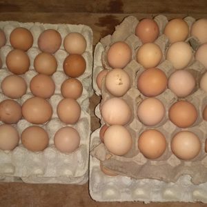 Oeufs Sain Oeufs Sain